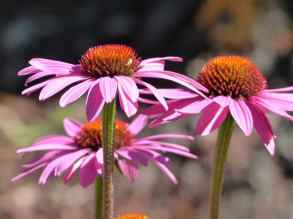 echinacea per combattere l'influenza