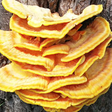 reishi, ganoderma lucidium, tonici naturali, rimedi naturali, rimedi anti-cancro