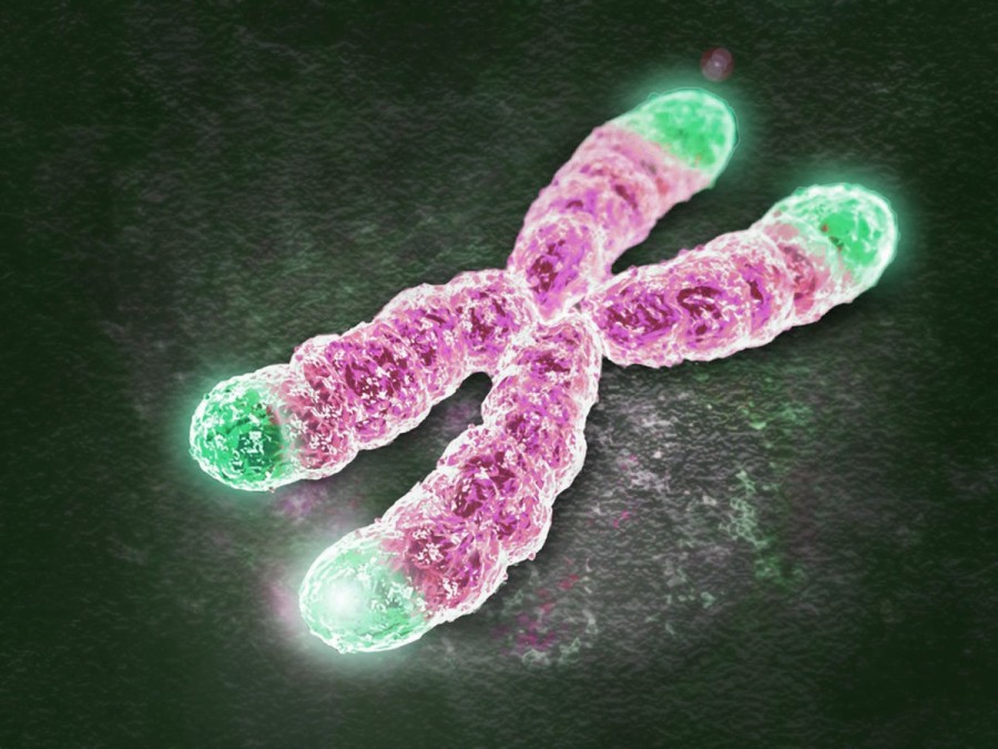telomeri e come agiscono sull'invecchiamento